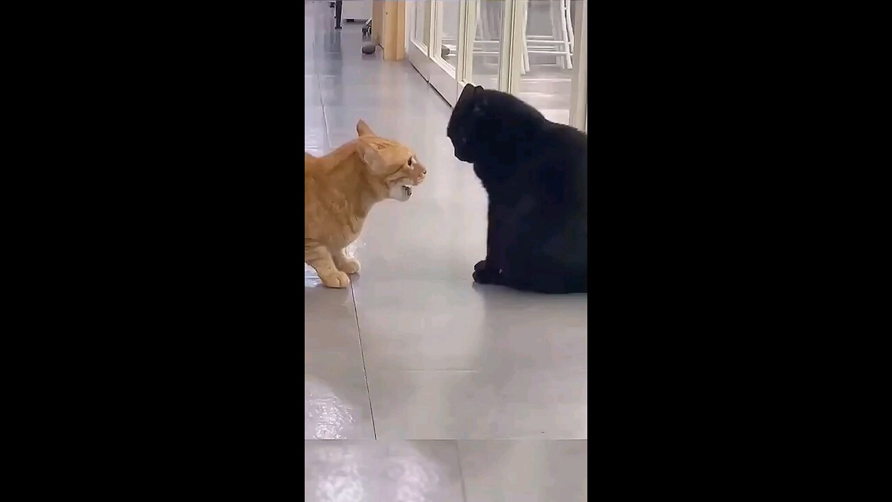 cities_cat_Amazing_sound_and_cats_fight_🤣🤣😱