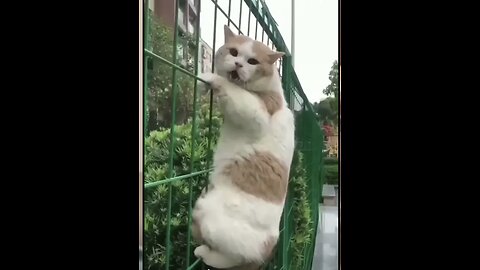 Funny Animal Videos Of The Day 62! k #fyp #memes #memedaily #dankmemes