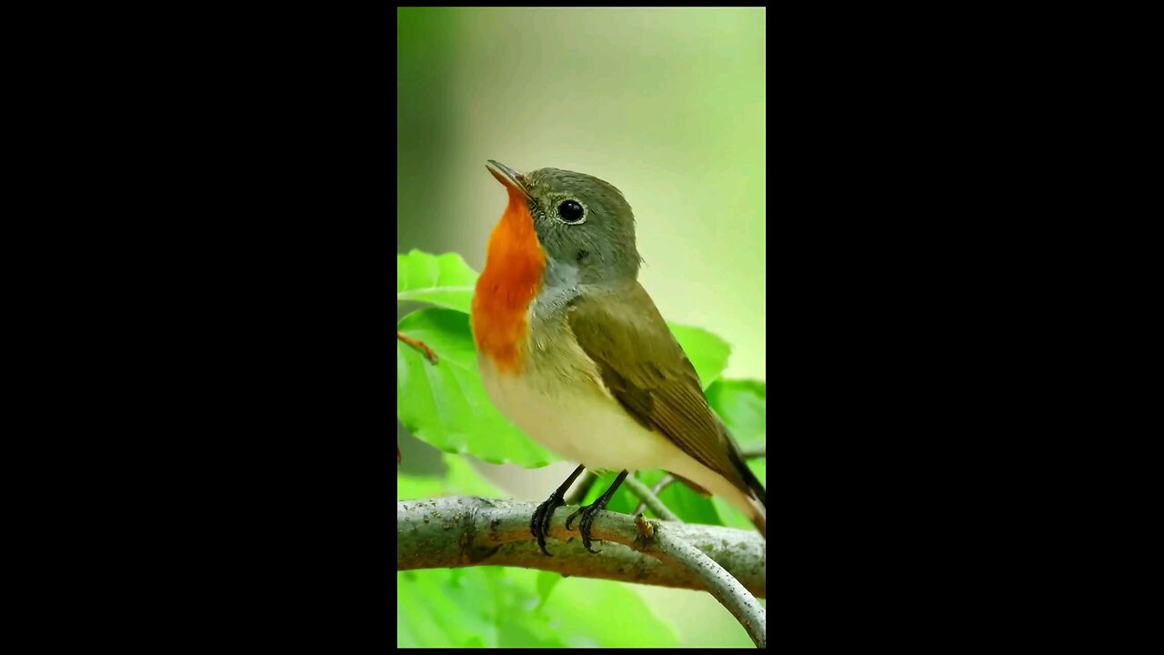 beautiful bird