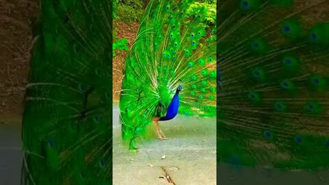 Beautiful Peacock