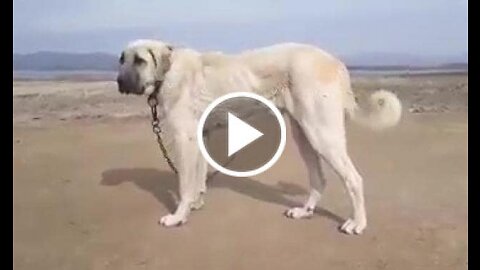 Young Malakli Anatolian Shepherd Dog