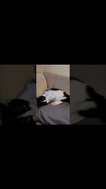 An UnNamed Kitten Finds Her Feet #SHORTS