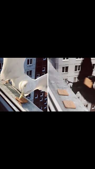 Crow vs. Seagull: Who is the more precise hunter?