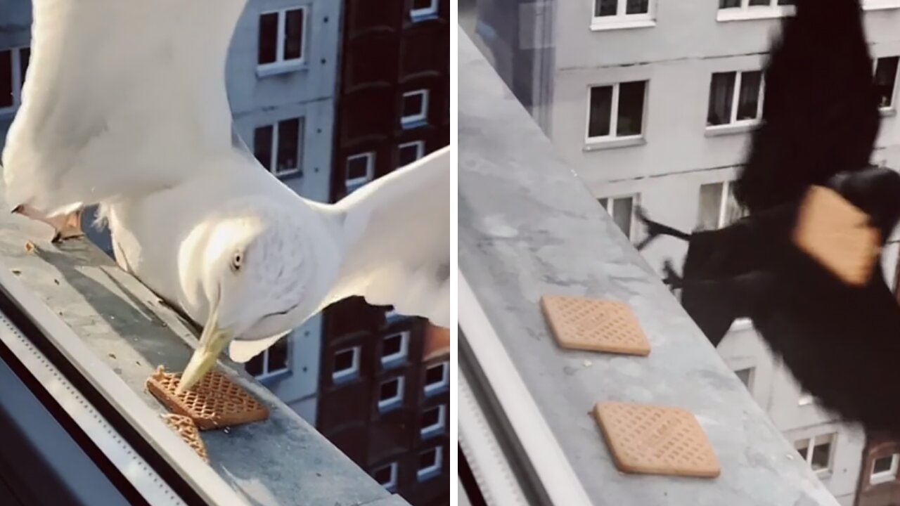 Crow vs. Seagull: Who is the more precise hunter?