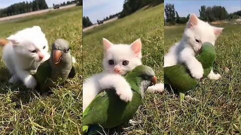 Cute Cat playing With Funny Parrot