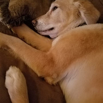 Funny Golden Retriever continually barks for attention