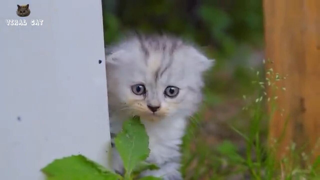 4K Quality Animal Cats Beautiful Scenes Episode 3