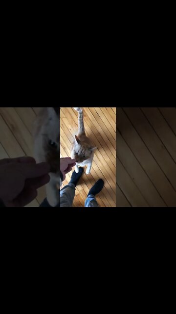 Feeding a cat a treat