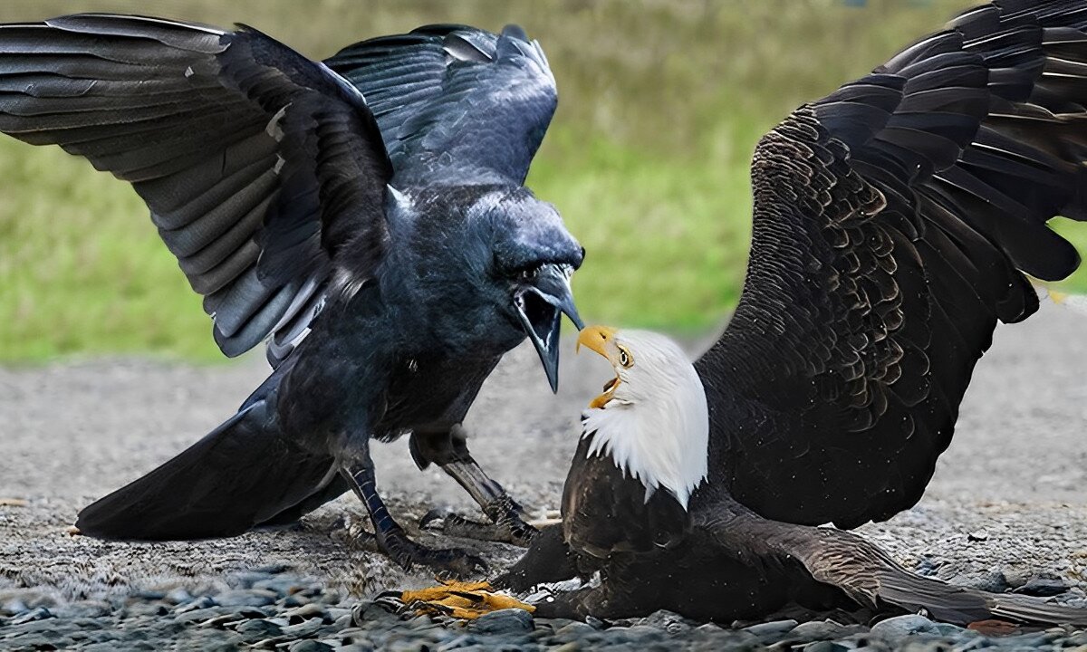 Avian Fearlessness: 20 Birds Defying Giants | Why Crows Command Respect | Animal Vised