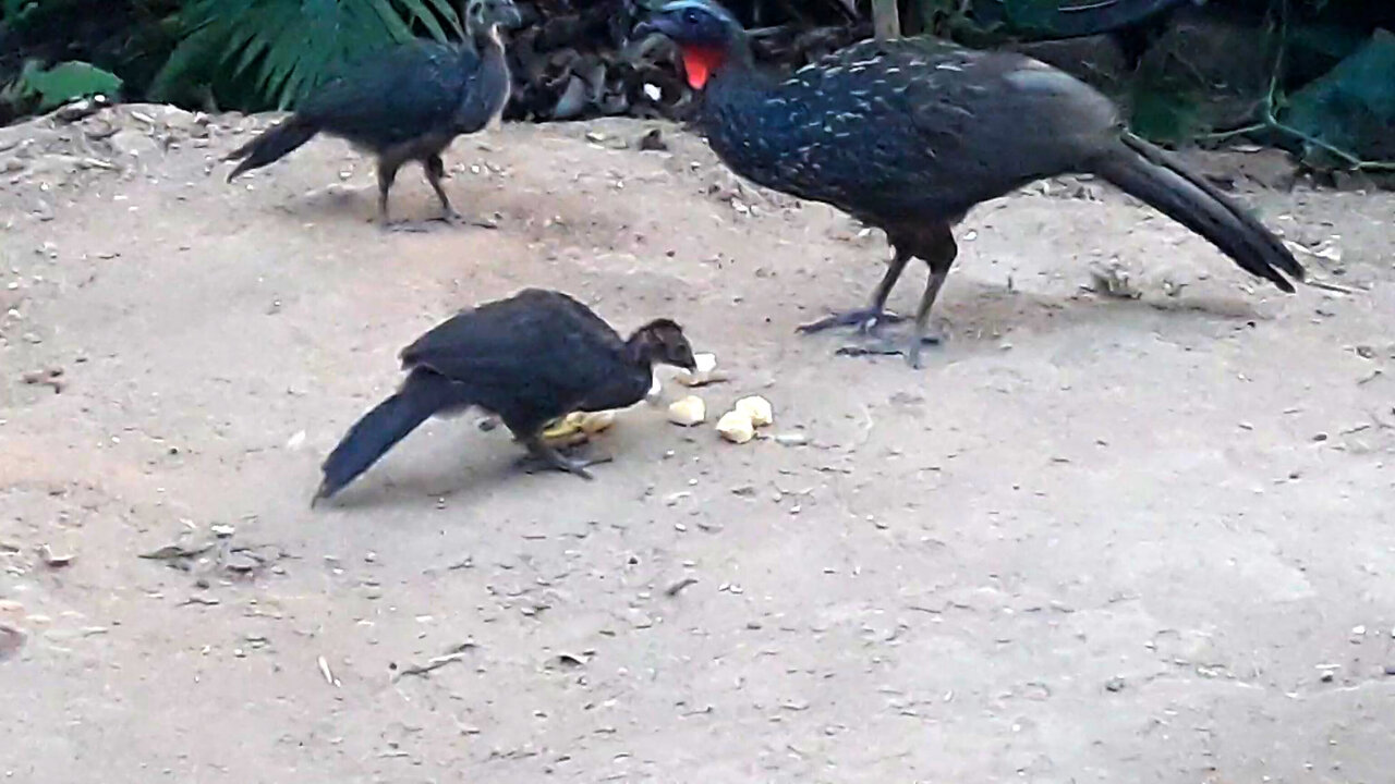 Jacu e seus filhotes com muita fome Jacuaçu, jacuguaçu, guans
