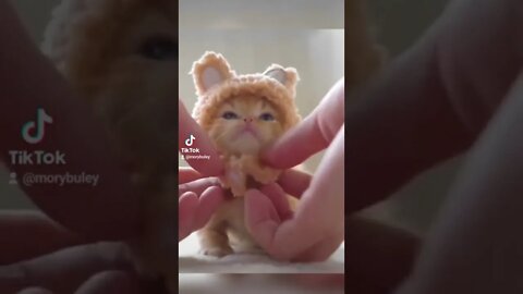 Kitten#shorts