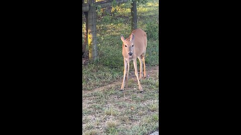 Deer Eating Snake