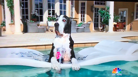 Max and Katie the Great Danes on the Today Show