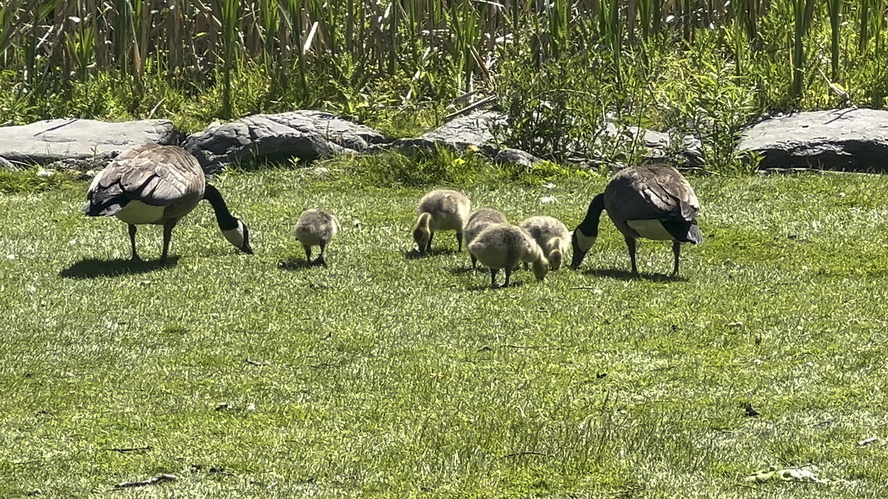 Canada Geese and goslings feeding time