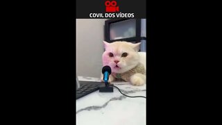 O GATO QUE QUERIA SER LOCUTOR