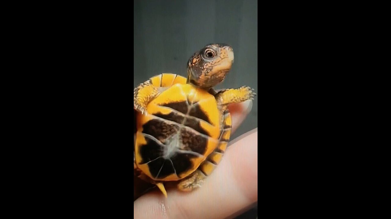 Nice golden tortoises as a good old pet?