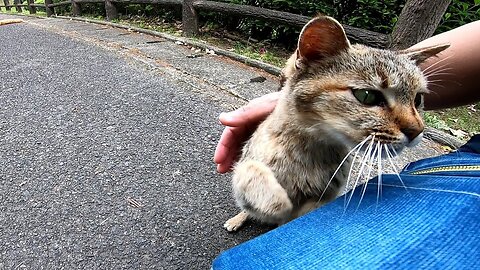 When I nadenade a stray cat with beautiful eyes, the cat got on my knees