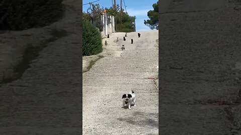 O incrivel duelo de um monte de gatos contra um cachorro #shorts