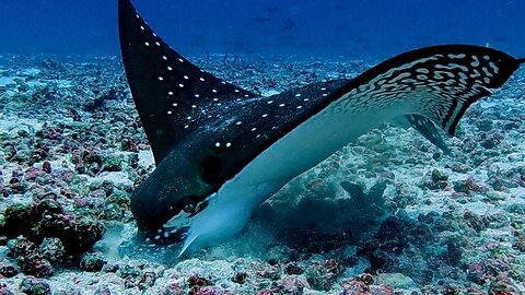 Incredible close up footage of spotted eagle ray eating