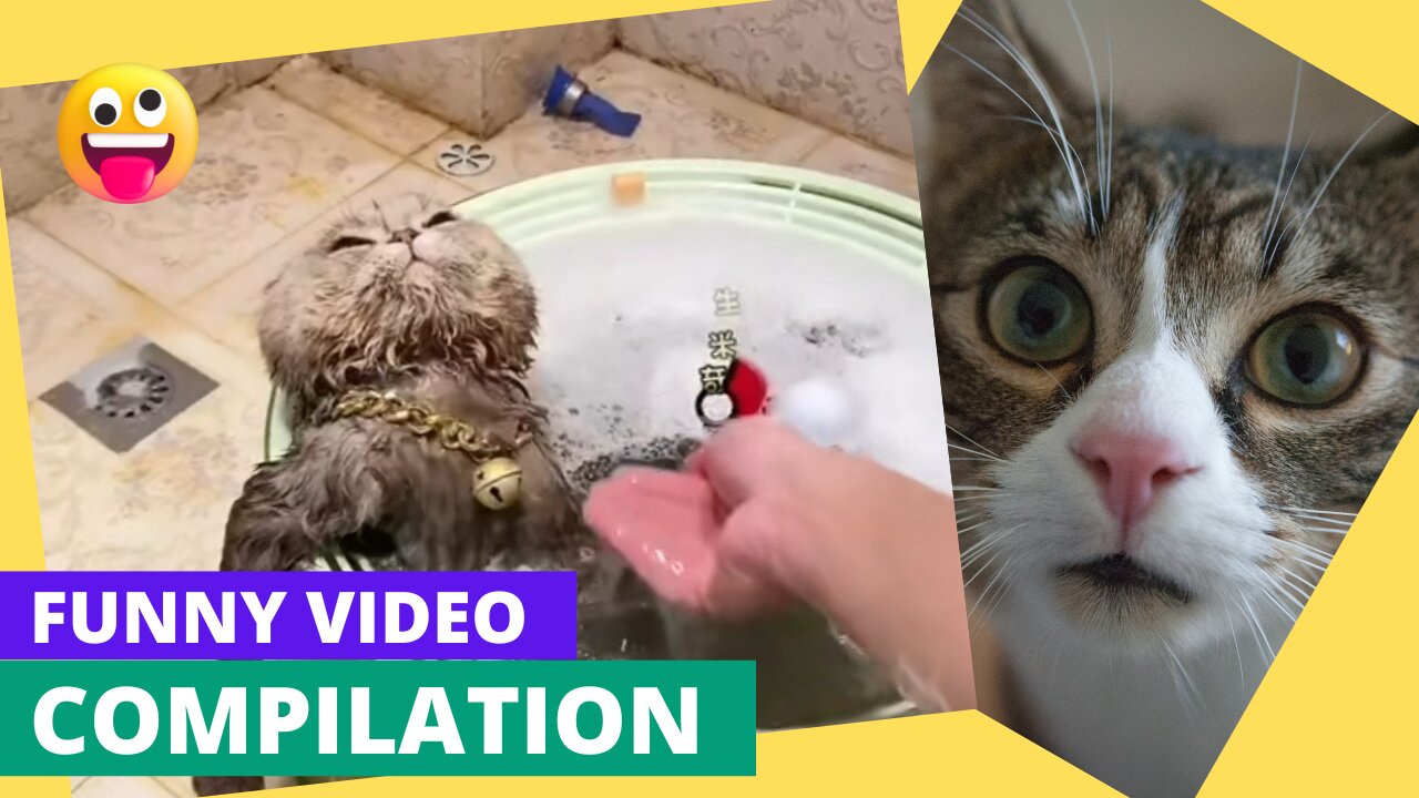 Funny animals videos | cat , dog ,duck funny animals