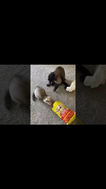 Don’t worry Start your day with Gaitlyn Rae 🤦🏻‍♀️🤣🤣🤣 #shorts