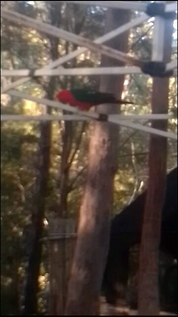 Sunday Service for Pretty Birds🦜🦜🦜