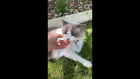 Cappy the Cat Loves Cheese