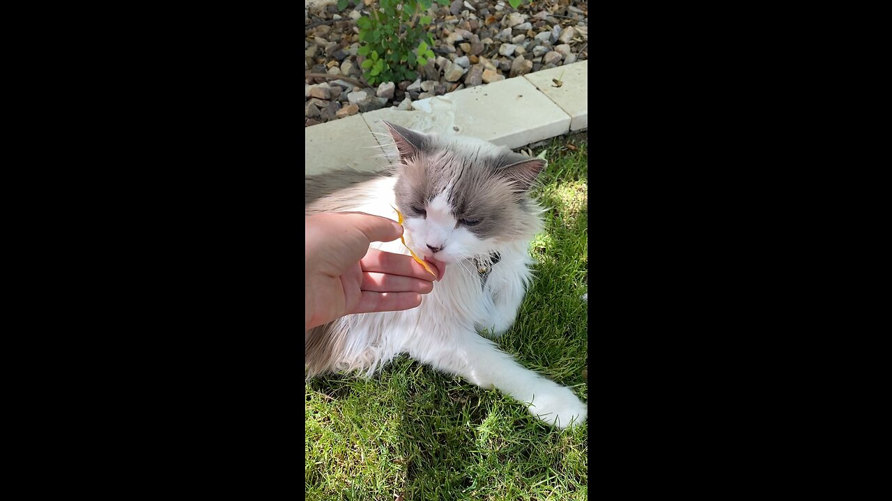 Cappy the Cat Loves Cheese