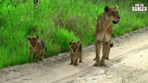 Lioness And Cubs On The Move | Archive Lion Footage