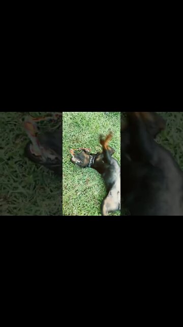 Rottweiler Samson likes his rolls