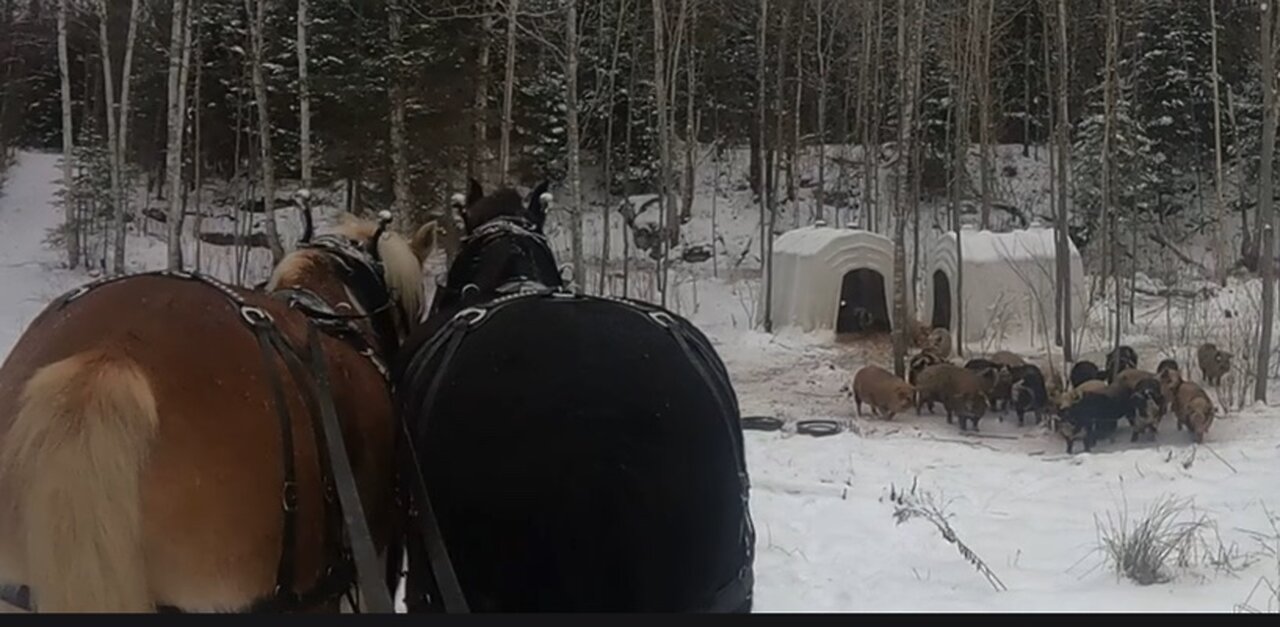 Feeding The Pigs With A Team Of DRAFT HORSES!