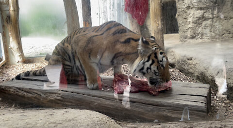 Hungry tiger