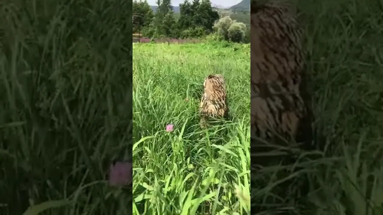 The owl's eyes are completely motionless, which is why nature gave them an incredible neck