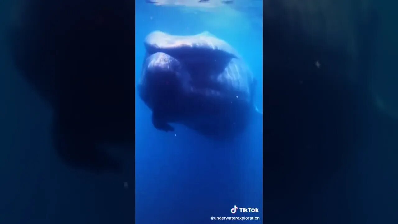 This whale is harmless but sounds and looks horrifying