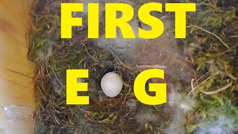 Bluez Lays Her First Egg