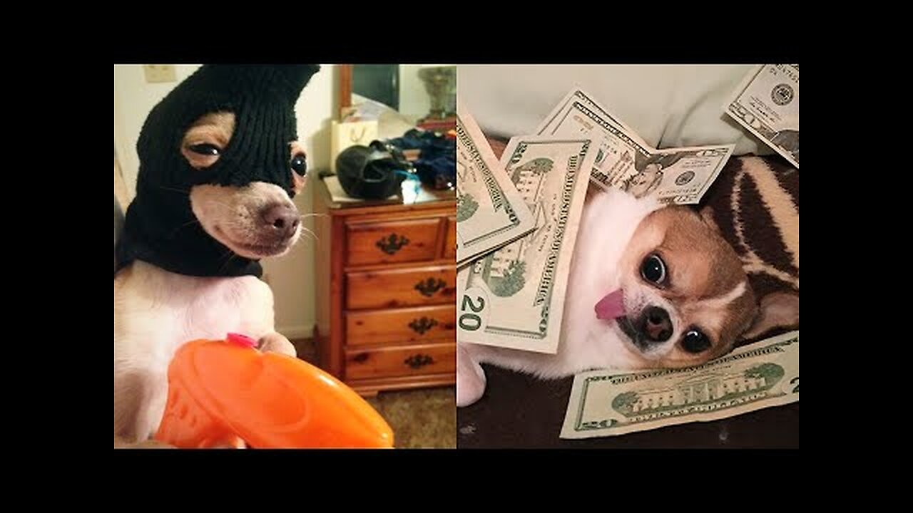 Funny Animals π - Try Not To Laugh πΊπ #1