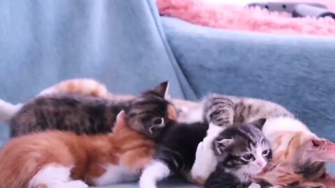 🐱Cutest Cats🐱Videos Compilation#087