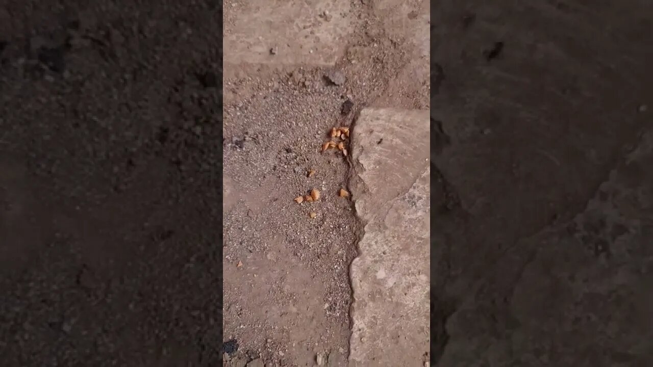 نمل يجمع الطعام استعدادا لدخول الشتاء