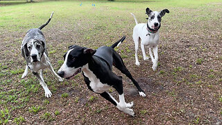 Excited Great Danes Almost Take Down Their Owner