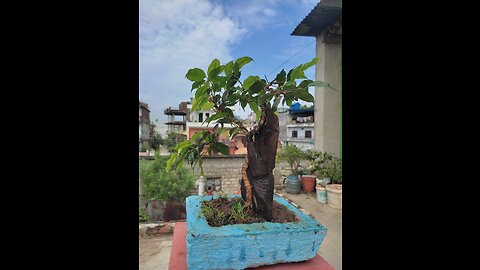 Nepali bonsai