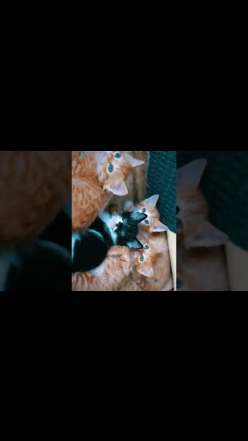 NO REINO DOS ANIMAIS.