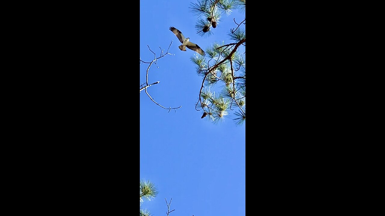 The Osprey’s are hunting the perfect place to build their love nest.