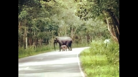 elephant crossing road with her baby