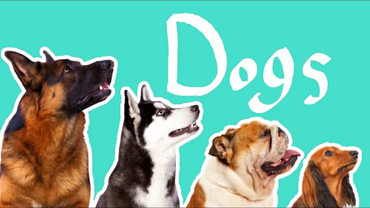 15 Dog Breeds | Dogs for Kids