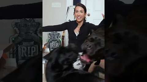 Giant Dog Sabotages Video #shorts #funny #viral