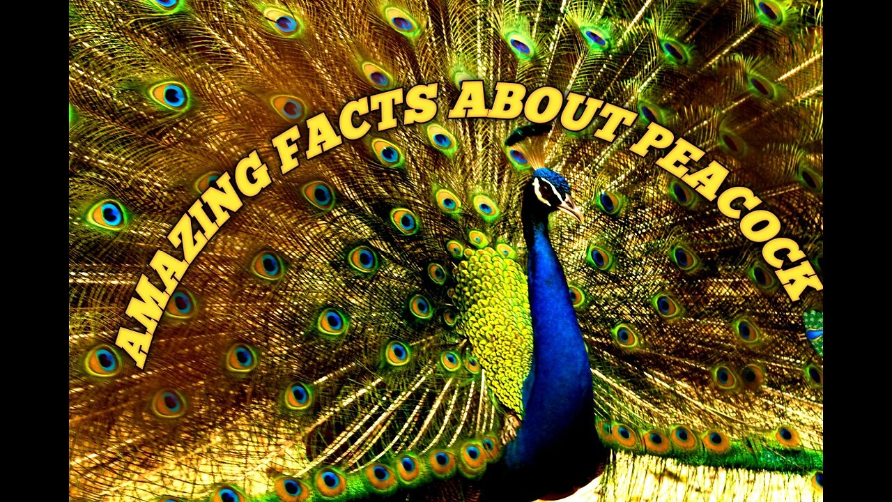 Amazing facts about peacocks