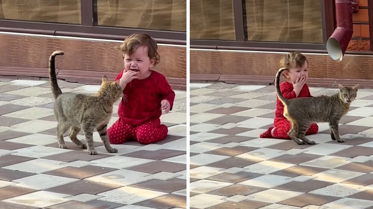 Cat trying to calm baby goes hilariously wrong