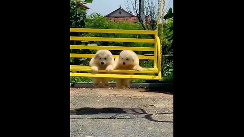 cute_#little_#funniest_#puppy's_#🫡🐕🤣🤣