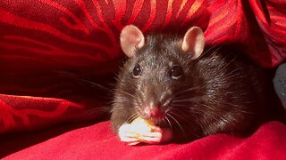 Cute Turbo Rat Fur Ball Crunching Corn Treat Yummy