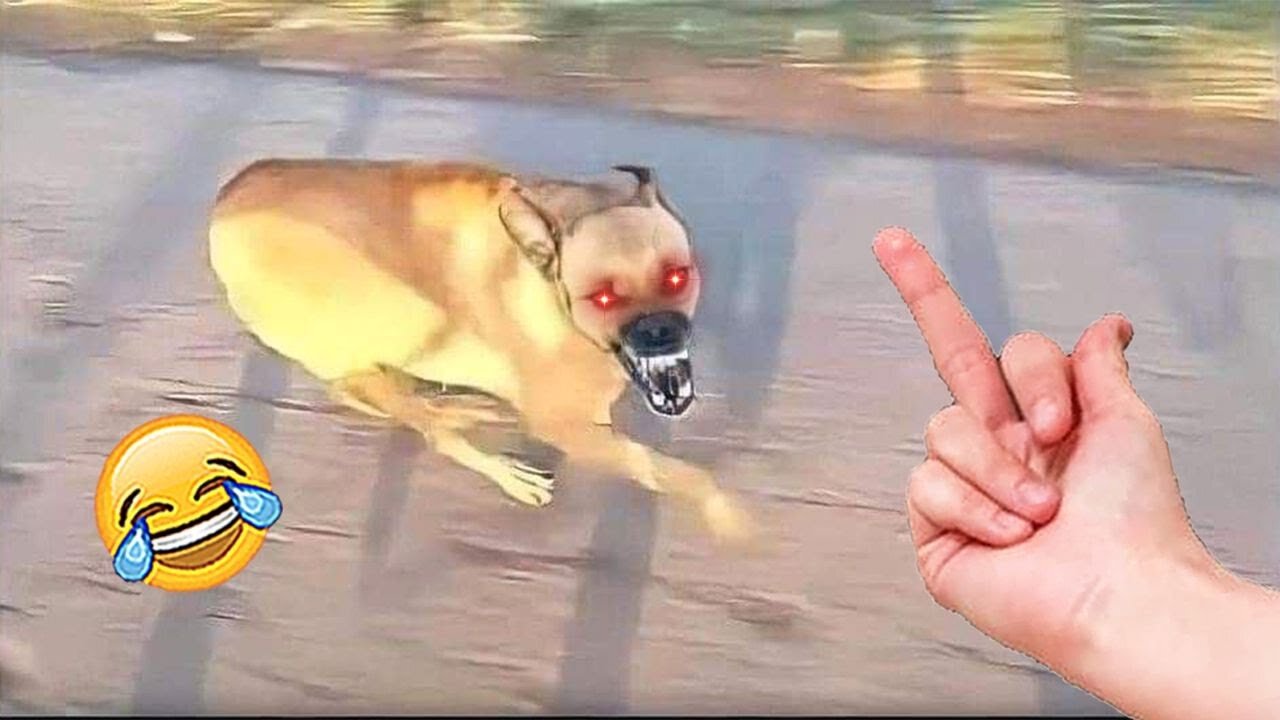 Don't Make Your Dog Angry 😹 🐶 - Funniest Animals Reaction 2023 | funnyanimalvideo